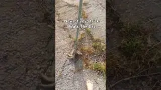 She had to follow me, but impromptu leash training has its kinks.