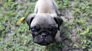 Essential Pug Training Tips for Beginners