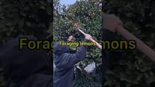 Foraging in the neighborhood 🥰 #vegan #fruit #lemons