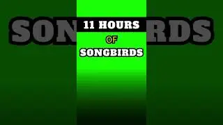 🐦SONGBIRDS 🟩GREEN SCREEN 🌲Nature Sounds ⏳11 Hours