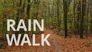 Relaxing Rain Walk in Nature | Autumn in New York | Piano Instrumental for Relaxation