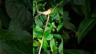 Ngeri!!! Mancing di sarang ular dan biawak moster, hasilnya tak terduga😱 #mancing
