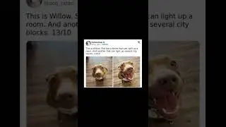 Hello willow, lovely dog #memesdaily #wholesome #dogmemes #dogpictures #memes
