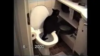 Kissa pissaa pyttyyn