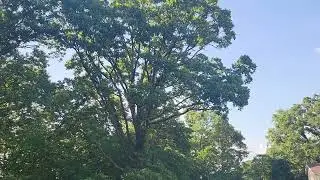 Cicada Bloom 05/19/2024