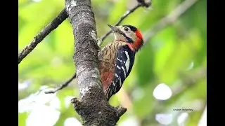 Crimson Breasted Woodpecker