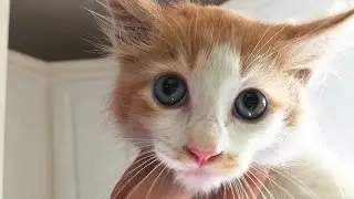 Kitten Trapped in Storm Drain Rescued after 96 Hours!