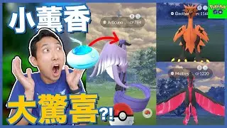 野外居然可以預見伽勒爾三神鳥!? 全新散步小薰香功能使用心得!!【劉沛 寶可夢⁷ 31】