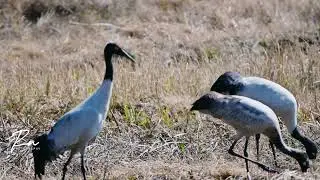 Closer look to Black necked crane crane at Chug valley 