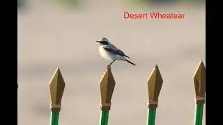 Birds of Abu Dhabi and Dubai