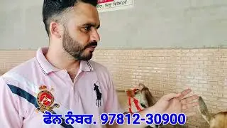 Bhut he vdiya cow@DailyPostPunjabi @ptcnews @buff-academy
