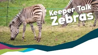 The Truth Behind Zebra's Stripes