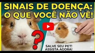 SINAIS QUE SEU PORQUINHO DA &Iacute;NDIA EST&Aacute; DOENTE