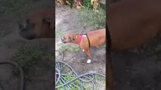 Pregnant boxer enjoying water.