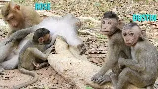 Sweet Pigtail Monkey Rose With Juliana Take Care & Nurse Jade|Orphan Baby Dustin Scary Rose