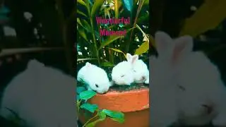 The rabbit's polite behavior,#shorts #indianyoutubeshorts  #rabbitholebdsports #rabbitshortsvideo..
