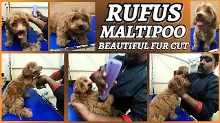 RUFUS MALTIPOO PUPPY CUTE HAIR CUT AND BATH FUR MAINTENANCE AT PET SPA SIVAKASI //DOG GROOMING TAMIL
