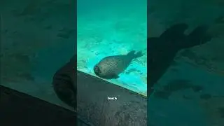Do you think seals are like cats or dogs?#animal #seal