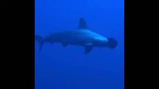 Diving with Hammer head sharks in Egypt 2022