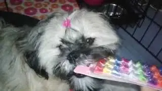 Quick easy puppy hairstyling tutorial with Rescue Shih Tzu MOXY