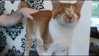 Кошка радостно мяукает.