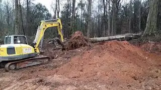 Wacker neuson 145 excavator knocking down huge poplar trees