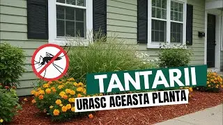 Pune Aceste 10 Plante În Curtea Ta Și Țânțarii Vor Fugi Instantaneu