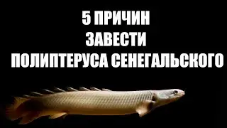 Полиптерус сенегальский: всё, что нужно знать перед покупкой