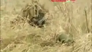 The British-made L115A3 Long Range Rifle.avi