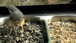 Sittelle torchepot