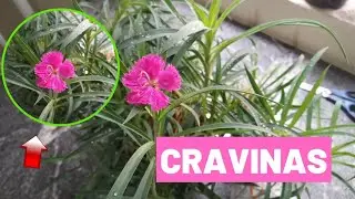 Como Fazer Mudas das CRAVINAS?Conheça as dicas de cultivo dessa linda planta.