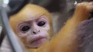 Dusky Langur Born At Howletts Wild Animal Park