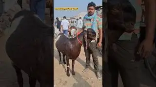 125 kg Heavy Weight Totapari Bakra Jaswantnagar Goat market#shorts