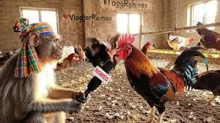 Monkey reel ❌ cock reel ✅#THEANKITAITOON