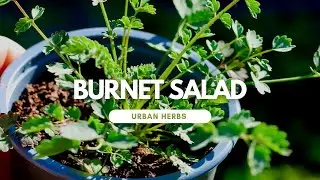 Introducing:  Burnet Salad