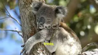 Koala | Appearance, Diet, Habitat, & Facts