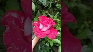 mawar #redvanila #bunga #mawar  #redvanila #red #vanila #ungu #oren #pink #beli #online #mawar #beli