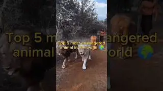 which is the most endangered animals in the world?😱😱#shorts