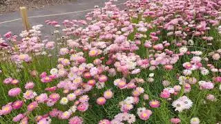 Mount Annan Botanic Gardens