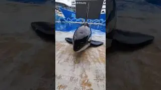 This Dolphin Trusted a Human for a Massage 🐬💆&zwj;♂️ #shorts