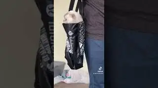 Limited edition Sora #scottishfold #cats #lululemon #pets