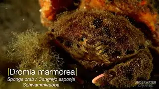 Running Sponge crab / Diving Tenerife - Underwater Canaries
