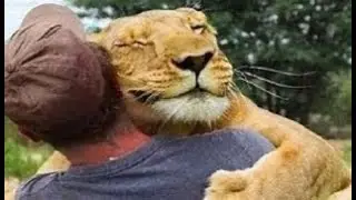 Animals hugging humans!-Compilation