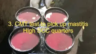 Simple Steps to take milk samples.