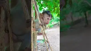 Monkey play so happy : #shorts #animals #bae3 #usa #monkey #Youtubeshorts