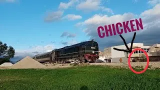 Train VS Chicken :  Chicken Almost Hit By A Train In Jandouba