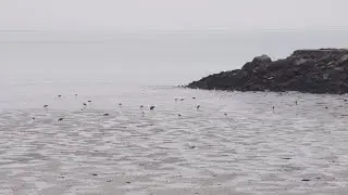 Sea Level Rise in East Palo Alto | KQED Newsroom