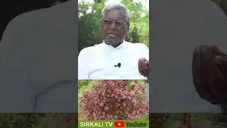 🌿💥🥳 கீரைகளை வரப்போறங்களில் வரளர்த்து விற்பனை செய்யலாம் | கோ.சித்தர் #organicfarming #shorts