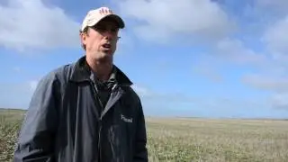 Grazing dual-purpose crops