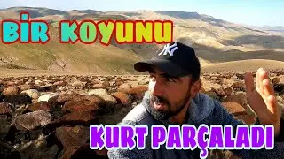 KURTLARIN ACIMASIZLIĞI BİR KOYUNU PARAMPARÇA ETMİŞLER--KUZU KIRKIMI BİTTİ (33)